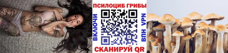 где можно купить   Новое Девяткино  Псилоцибиновые грибы Psilocybe 